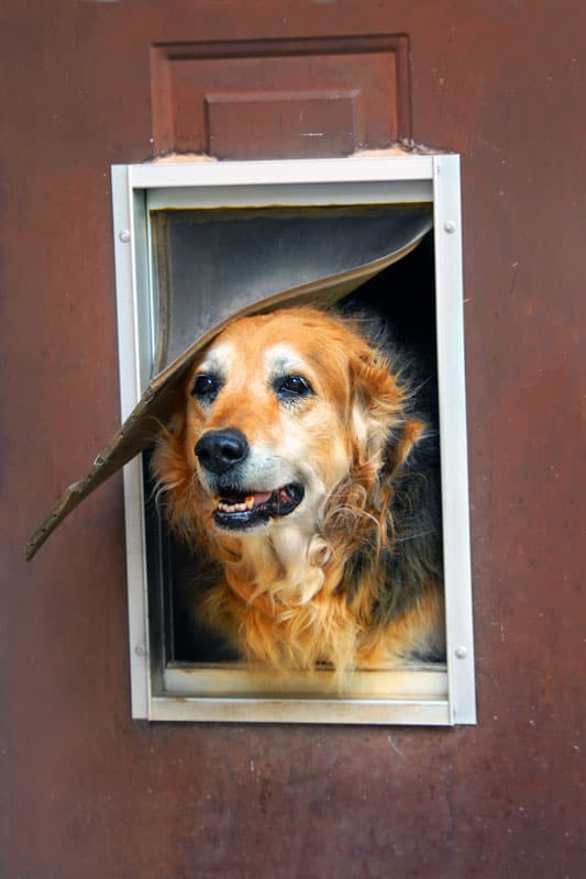 Dog peeks out of his run down home complete with flap and window