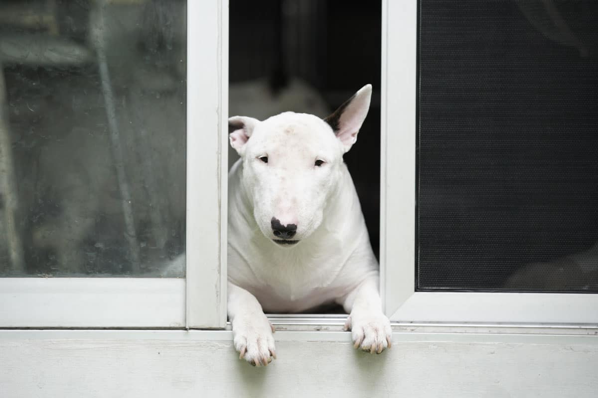 White bull terriers crouch across the door